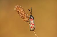 Zygaena corsica