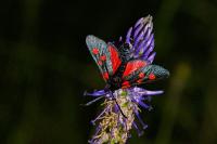 Zygaena lonicerae