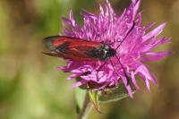 Zygaena purpuralis