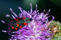Zygaena transalpina