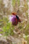 Zygaena filipendulae