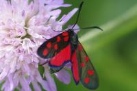 Zygaena transalpina