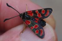Zygaena carniolica