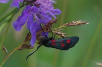 Zygaena