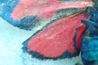 Zygaena transalpina