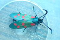 Zygaena transalpina