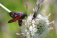 Zygaena ephialtes