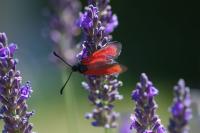 Zygaena erythrus actae