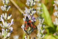 Zygaena sarpedon