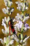 Zygaena sarpedon