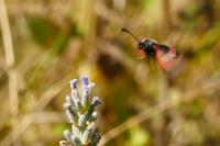 Zygaena sarpedon