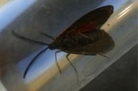 Aglaope infausta