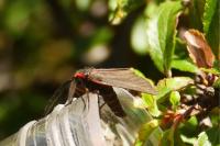 Aglaope infausta