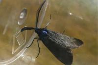 Rhagades pruni