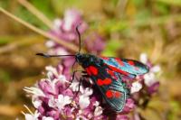 Zygaena transalpina