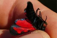 Zygaena transalpina