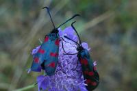 Zygaena filipendulae