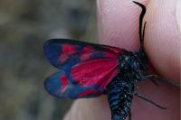 Zygaena filipendulae