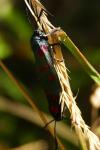 Zygaena filipendulae