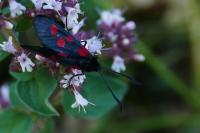 Zygaena lonicerae