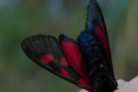 Zygaena lonicerae