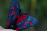 Zygaena lonicerae