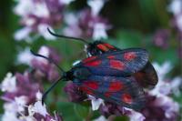 Zygaena viciae