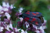 Zygaena viciae