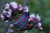 Zygaena viciae