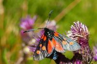 Zygaena lonicerae
