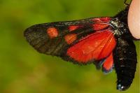Zygaena lonicerae