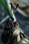 Zygaena occitanica