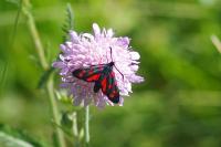 Zygaena transalpina
