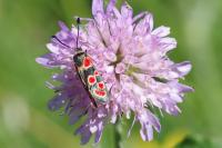 Zygaena carniolica