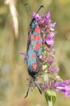 Zygaena filipendulae