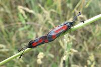 Zygaena sarpedon