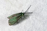 Jordanita globulariae