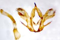 Jordanita globulariae