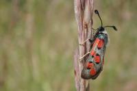Zygaena rhadamanthus