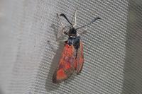 Zygaena loti