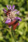 Zygaena purpuralis