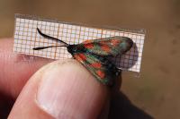 Zygaena viciae viciae