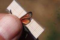 Zygaena viciae viciae