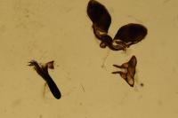 Zygaena viciae viciae