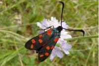 Zygaena transalpina