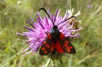 Zygaena transalpina