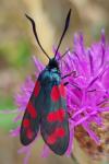 Zygaena filipendulae