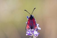 Zygaena erythrus actae