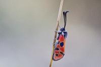 Zygaena hilaris chrysophaea