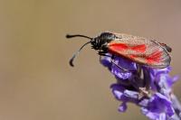 Zygaena loti
